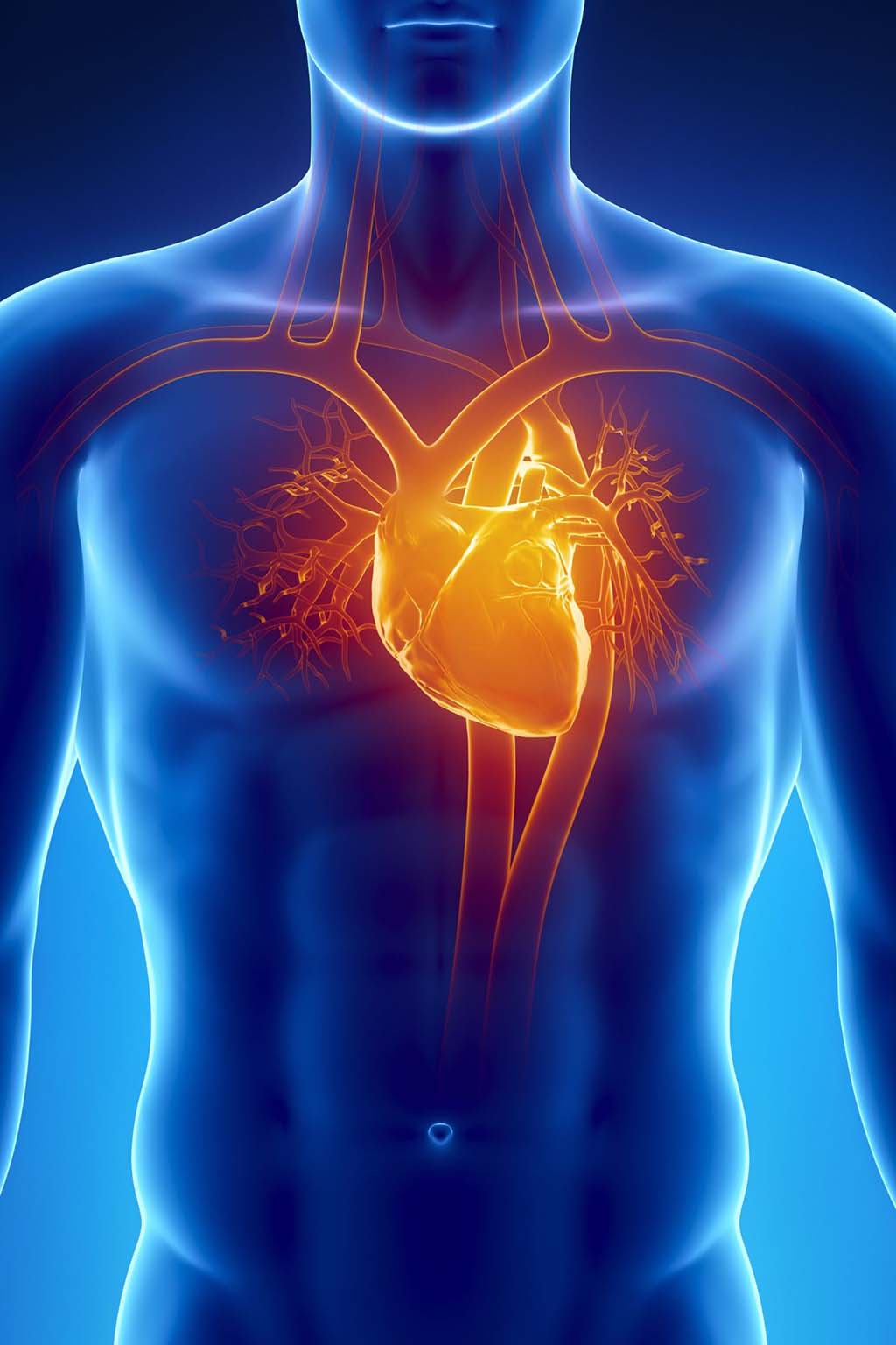 Illustration of a man with his heart and arteries highlighted as a healthy smile is directly related to a healthy heart